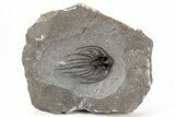 Rare, Spiny Heliopeltis Trilobite - Issoumour, Morocco #214402-1